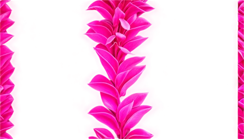 flowers png,breast cancer ribbon,pink vector,magenta,pink quill,flower strips,decorative arrows,pink ribbon,cancer ribbon,pink floral background,wreath vector,flower ribbon,pink background,zigzag background,ribbon,flower pink,fireweed,pink flowers,neon arrows,defense,Illustration,American Style,American Style 08