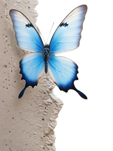 blue butterfly background,butterfly vector,ulysses butterfly,butterfly clip art,butterfly background,morpho butterfly,blue morpho butterfly,blue morpho,morpho,blue butterfly,morpho peleides,mazarine blue butterfly,hesperia (butterfly),isolated butterfly,melanargia,butterfly isolated,satyrium (butterfly),common blue butterfly,butterfly,blue butterflies,Conceptual Art,Graffiti Art,Graffiti Art 11