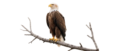 american bald eagle,bald eagle,eagle illustration,eagle drawing,eagle,eagle vector,savannah eagle,raptor perch,fish eagle,african eagle,bald eagles,steppe eagle,eagle head,eagle eastern,bird png,of prey eagle,sea head eagle,mongolian eagle,hawk perch,gray eagle,Illustration,Black and White,Black and White 14