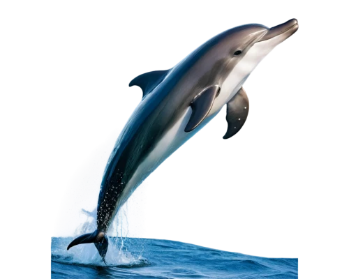 white-beaked dolphin,wholphin,spinner dolphin,striped dolphin,northern whale dolphin,bottlenose dolphin,common bottlenose dolphin,oceanic dolphins,short-beaked common dolphin,spotted dolphin,common dolphins,porpoise,dolphin background,rough-toothed dolphin,cetacean,bottlenose dolphins,dolphin,tursiops truncatus,marine mammal,delfin,Illustration,Retro,Retro 05