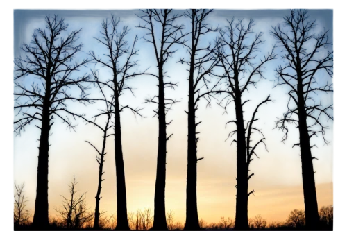 larch forests,larch trees,bare trees,birch trees,halloween bare trees,deciduous trees,ash-maple trees,birch tree illustration,poplar tree,beech trees,spruce trees,birch forest,deciduous forest,birch tree background,deforested,row of trees,slippery elm,pine trees,the trees,ghost forest,Illustration,American Style,American Style 10