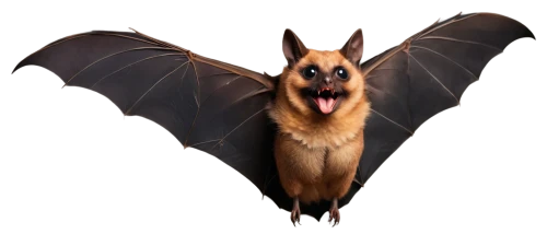 fruit bat,vampire bat,bat,megabat,little red flying fox,flying fox,big brown bat,bat smiley,hanging bat,tropical bat,bats,lantern bat,belgian shepherd malinois,flying dog,belgian shepherd,belgian shepherd dog,mouse eared bat,twitch logo,malinois,schutzhund,Art,Artistic Painting,Artistic Painting 31