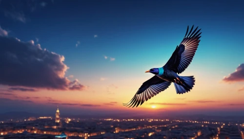 bird in flight,bird flying,bird in the sky,nocturnal bird,bird flight,birds in flight,night bird,crane bird flying,flying hawk,bird perspective,pigeon flying,migratory bird,flying birds,dove of peace,flying bird,seagull in flight,birds flying,pigeon flight,blue bird,beautiful bird,Photography,General,Realistic