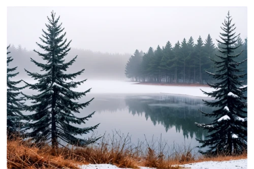 temperate coniferous forest,coniferous forest,fir forest,winter forest,fir trees,spruce-fir forest,evergreen trees,coniferous,spruce trees,winter background,foggy forest,tropical and subtropical coniferous forests,snow in pine trees,bavarian forest,northern black forest,pine trees,fir-tree branches,winter lake,foggy landscape,nordmann fir,Photography,Documentary Photography,Documentary Photography 10