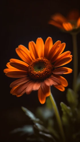 orange flower,calendula flower,calendula,orange marigold,calenduleae,african daisy,gerbera flower,orange petals,gazania,marigold flower,orange flowers,gerbera,calendula officinalis,south african daisy,flower in sunset,gerbera daisies,calendula petals,flower background,flowers png,autumn daisy,Photography,General,Cinematic