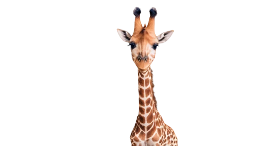 giraffe,giraffidae,giraffe plush toy,giraffes,long neck,two giraffes,giraffe head,longneck,bazlama,serengeti,animal mammal,neck,cute animal,schleich,anthropomorphized animals,savanna,oxpecker,diamond zebra,zebra,uganda,Art,Classical Oil Painting,Classical Oil Painting 37