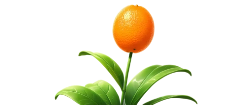 orange lily,turkestan tulip,orange flower,orange,valencia orange,flowers png,orange trumpet,schopf-torch lily,torch lily,orange tulips,defense,ericaceae,cleanup,fabaceae,oleaceae,cone,tulip,tulip background,flower bud,tulpenbaum,Unique,Pixel,Pixel 05