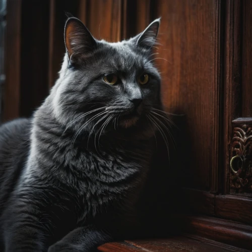 chartreux,gray cat,russian blue,russian blue cat,gray kitty,vintage cat,cat european,european shorthair,whiskered,domestic short-haired cat,silver tabby,cat image,figaro,cat portrait,regal,cat,american shorthair,breed cat,domestic cat,jiji the cat,Photography,General,Fantasy