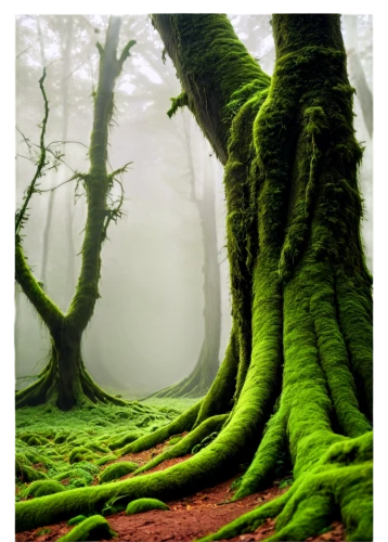 tree moss,forest moss,beech forest,foggy forest,green forest,beech trees,the roots of trees,aaa,forest floor,forest tree,moss,elven forest,fir forest,old-growth forest,germany forest,patrol,crooked forest,deciduous forest,fairytale forest,coniferous forest,Art,Classical Oil Painting,Classical Oil Painting 37