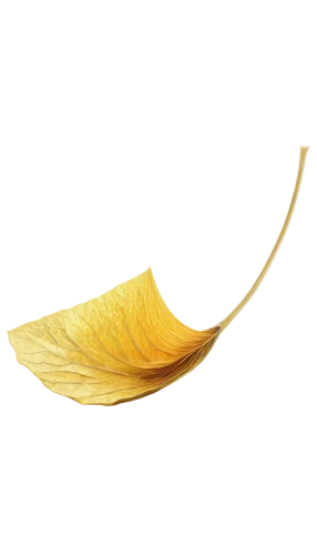 ginkgo leaf,golden leaf,suspended leaf,yellow leaf,magnolia leaf,dried leaf,trumpet leaf,leaf branch,acorn leaf,leaf background,ginkgo,spring leaf background,tree leaf,lotus leaf,fallen leaf,fan leaf,dry leaf,mammoth leaf,chestnut leaf,yellow maple leaf,Conceptual Art,Fantasy,Fantasy 13