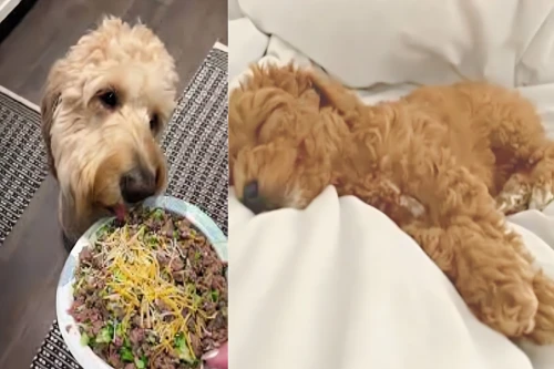 cockapoo,dog puppy while it is eating,bolognese,sprout salad,e-coli hazard,capellini,goldendoodle,quinoa,baby playing with food,irish soft-coated wheaten terrier,lentil,bichon frisé,indomie,ground turkey,broccoli sprouts,basset fauve de bretagne,truffle,orzo,spaghetti,dog poison plant