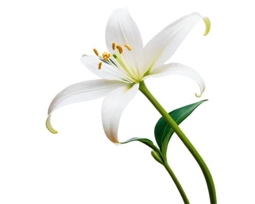 white lily,easter lilies,lilium candidum,madonna lily,flowers png,siberian fawn lily,guernsey lily,lily flower,hymenocallis,ornithogalum,avalanche lily,sego lily,ornithogalum umbellatum,garden star of bethlehem,grass lily,star-of-bethlehem,lilium formosanum,white trumpet lily,lillies,stargazer lily,Illustration,Black and White,Black and White 24