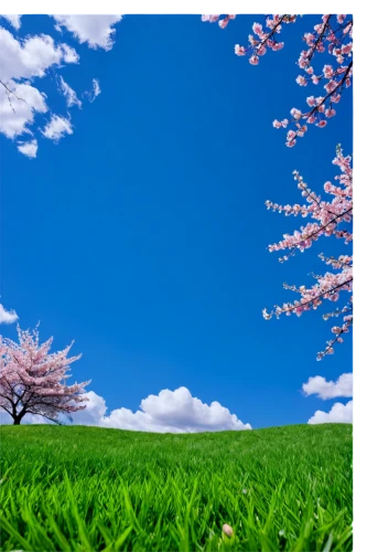 spring background,spring leaf background,springtime background,japanese sakura background,landscape background,sakura trees,japanese cherry trees,sakura background,japanese floral background,cherry trees,flower background,background vector,aaa,background view nature,almond trees,grass blossom,blooming grass,meadow landscape,artificial grass,japanese carnation cherry,Art,Classical Oil Painting,Classical Oil Painting 11