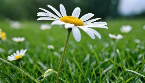 leucanthemum,common daisy,daisy flowers,meadow daisy,oxeye daisy,mayweed,marguerite daisy,daisies,wood daisy background,white daisies,bellis perennis,daisy flower,meadow flowers,shasta daisy,ox-eye daisy,australian daisies,leucanthemum maximum,barberton daisies,perennial daisy,daisy family,Photography,General,Realistic