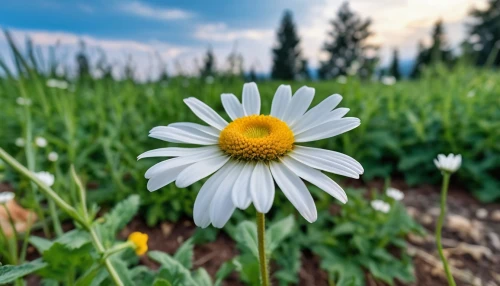 chamomile in wheat field,mayweed,shasta daisy,ox-eye daisy,oxeye daisy,marguerite daisy,camomile flower,common daisy,leucanthemum,daisy flower,meadow daisy,bellis perennis,wood daisy background,daisy flowers,marguerite,perennial daisy,flower field,white daisies,flowers field,field of flowers,Photography,General,Realistic