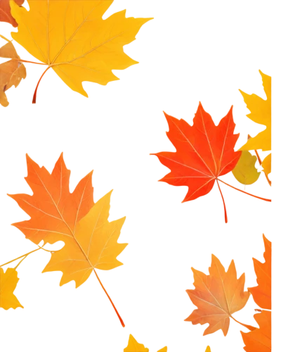 leaf background,autumn background,autumn leaf paper,autumn pattern,autumn plaid pattern,maple leaves,fall leaf border,thanksgiving background,spring leaf background,maple leaf,colored leaves,autumnal leaves,background vector,maple leaf red,maple leave,leaf icons,maple foliage,fall leaves,red maple leaf,autumn leaves,Art,Artistic Painting,Artistic Painting 49