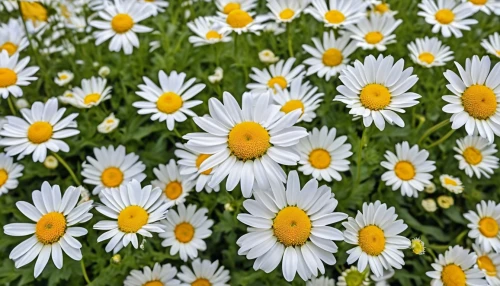 australian daisies,leucanthemum,leucanthemum maximum,marguerite daisy,white daisies,oxeye daisy,shasta daisy,wood daisy background,barberton daisies,daisy flowers,daisies,perennial daisy,sun daisies,african daisies,ox-eye daisy,daisy family,common daisy,bellis perennis,mayweed,the white chrysanthemum,Photography,General,Realistic