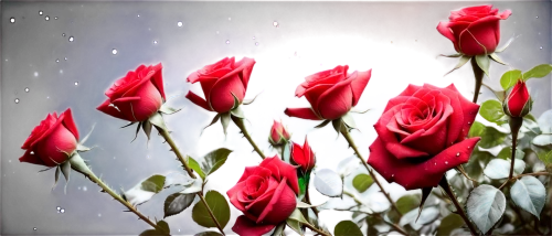 red rose in rain,red roses,romantic rose,spray roses,noble roses,flower background,flowers png,rose buds,rose roses,red flowers,red rose,red petals,winter rose,red tulips,blooming roses,pink roses,for you,sugar roses,bright rose,rose png,Conceptual Art,Sci-Fi,Sci-Fi 30
