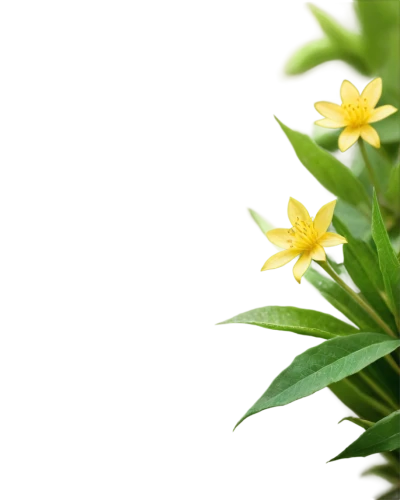 star-of-bethlehem,flowers png,carolina jasmine,peruvian lily,wood daisy background,jasminum,flower background,ylang-ylang,winter jasmine,garden star of bethlehem,tea flowers,jasminum sambac,cape jasmine,naturopathy,primrose jasmine,aromatic plant,star of bethlehem,spring background,flowering plant,ornamental plants,Art,Classical Oil Painting,Classical Oil Painting 36