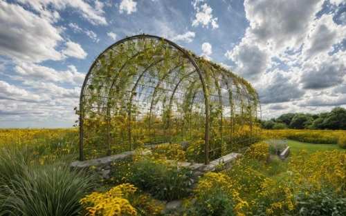 mirror in the meadow,field of rapeseeds,vegetables landscape,insect house,semi circle arch,chair in field,yellow garden,bee-dome,harp with flowers,permaculture,rapeseed flowers,mirror house,giant goldenrod,plant tunnel,flying dandelions,beekeeper plant,bed in the cornfield,mustard plant,tunnel of plants,flower dome,Landscape,Garden,Garden Design,Prairie Garden