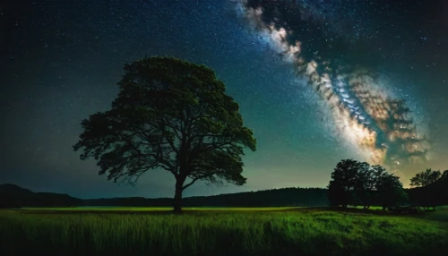 isolated tree,lone tree,the milky way,milky way,astronomy,astrophotography,the night sky,magic tree,milkyway,perseid,night sky,starry sky,new zealand,nightsky,night image,meadow landscape,starry night,perseids,south island,meteor shower,Photography,General,Fantasy