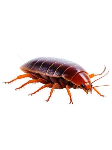 cockroach,gammarus,oriental cockroach,isopod,amphipoda,earwig,krill,madagascar hissing cockroach,termite,halictidae,arthropod,earwigs,homarus,crustacean,homarus gammarus,fire beetle,lymantriidae,freshwater prawns,centipede,geoemydidae,Art,Classical Oil Painting,Classical Oil Painting 25