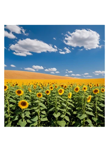 sunflower field,sunflower lace background,helianthus sunbelievable,sunflowers,helianthus,sunflowers in vase,sunflowers and locusts are together,field of rapeseeds,stored sunflower,blanket flowers,sunflower paper,sunflower digital paper,sun flowers,flower field,sunflower seeds,cottonseed oil,flowers field,blanket of flowers,flower background,field of cereals,Conceptual Art,Sci-Fi,Sci-Fi 17