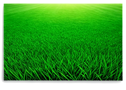 artificial grass,wheat germ grass,wheatgrass,wheat grass,block of grass,green wheat,green wallpaper,green grass,green grain,green lawn,ricefield,green fields,patrol,paddy field,artificial turf,blade of grass,grass,quail grass,halm of grass,grass grasses,Photography,Documentary Photography,Documentary Photography 29