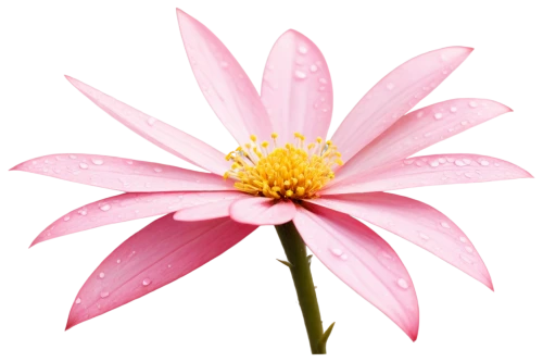 pink chrysanthemum,dahlia pink,flowers png,pink flower,pink cosmea,pink flower white,magnolia star,cosmos flower,star dahlia,gerbera,gerbera flower,korean chrysanthemum,lotus png,chrysanthemum cherry,flower pink,flower background,pink floral background,echinacea,african daisy,south african daisy,Photography,Documentary Photography,Documentary Photography 06