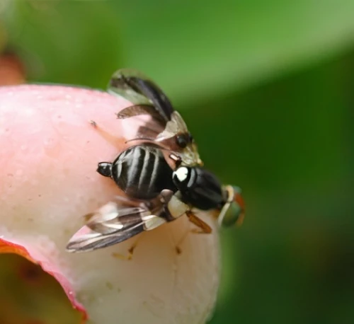 megachilidae,xylocopa,syrphid fly,eristalis tenax,andrena cineraria,tachinidae,colletes,apis mellifera,hoverfly,pollinator,pollination,hymenoptera,hover fly,psittacidae,silk bee,bee,pollinating,eastern wood-bee,pollino,wedge-spot hover fly