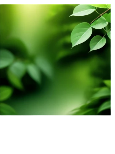 spring leaf background,green wallpaper,green background,naturopathy,leaf background,green border,web banner,ecological sustainable development,green leaves,landscape designers sydney,leaf green,environmental protection,chlorophyll,intensely green hornbeam wallpaper,aromatic plant,fir green,plant oil,green leaf,moringa,aaa,Conceptual Art,Oil color,Oil Color 19
