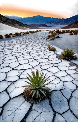 dry lake,arid landscape,agave,salt pan,mojave desert,the atacama desert,salt evaporation pond,badwater basin,arid,salt desert,desert plant,agave nectar,salt flat,desert desert landscape,saltpan,stone desert,salt-flats,agave azul,salt pans,desert plants,Illustration,Realistic Fantasy,Realistic Fantasy 29