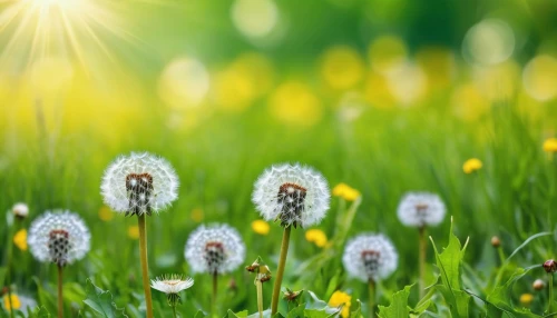 dandelion background,dandelion field,dandelion meadow,dandelions,dandelion flying,flying dandelions,common dandelion,dandelion flower,taraxacum,taraxacum officinale,dandelion seeds,dandelion,taraxacum ruderalia,grass blossom,meadow flowers,sun daisies,blooming grass,meadow plant,daisies,flowering meadow,Photography,General,Realistic