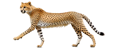 cheetah,giraffidae,serengeti,cheetahs,felidae,safari,schleich,vicuna,guanaco,bengalenuhu,giraffe plush toy,vicuña,hosana,spotted deer,saluki,tiger png,animal mammal,madagascar,bazlama,macropodidae,Conceptual Art,Oil color,Oil Color 01