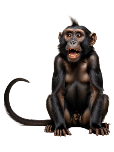 common chimpanzee,barbary monkey,macaque,crab-eating macaque,chimpanzee,chimp,rhesus macaque,primate,monkey,cercopithecus neglectus,long tailed macaque,baboon,barbary ape,ape,primates,baboons,the monkey,three monkeys,white-fronted capuchin,guenon,Conceptual Art,Sci-Fi,Sci-Fi 02