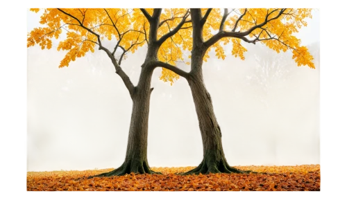 beech trees,autumn frame,autumn background,deciduous trees,autumn tree,autumn trees,deciduous tree,birch tree background,autumn fog,trees in the fall,european beech,round autumn frame,autumn icon,the trees in the fall,ash-maple trees,deciduous,chestnut trees,deciduous forest,halloween bare trees,fall landscape,Art,Artistic Painting,Artistic Painting 20