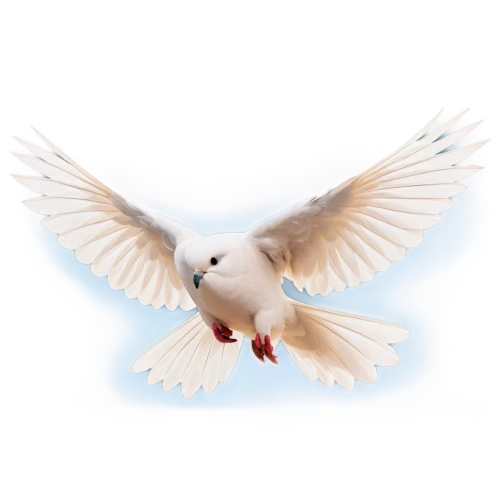 dove of peace,doves of peace,peace dove,white dove,dove,beautiful dove,bird png,collared dove,doves,stock dove,american mourning dove,fairy tern,turtledove,little corella,mourning doves diamond,doves and pigeons,white grey pigeon,black-winged kite,white pigeon,ring dove,Illustration,Abstract Fantasy,Abstract Fantasy 05