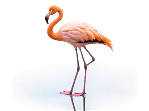 greater flamingo,flamingo,flamingo couple,pink flamingo,flamingo with shadow,two flamingo,cuba flamingos,flamingos,grey neck king crane,flamingo pattern,bird png,lawn flamingo,tropical bird climber,flamingoes,stilt,crane-like bird,stork,stilts,pink flamingos,ibis,Conceptual Art,Sci-Fi,Sci-Fi 25