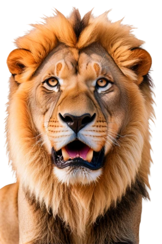 lion,panthera leo,male lion,skeezy lion,lion head,african lion,lion number,female lion,forest king lion,lion white,tiger png,roaring,lion father,scar,masai lion,lion - feline,two lion,roar,king of the jungle,lioness,Conceptual Art,Daily,Daily 01