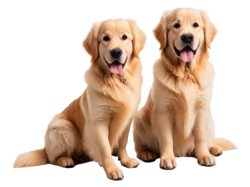 pet vitamins & supplements,dog breed,two dogs,service dogs,dog pure-breed,color dogs,ancient dog breeds,golden retriever,labrador retriever,three dogs,retriever,giant dog breed,defense,canines,dog photography,golden retriver,two running dogs,aaa,dog training,rescue dogs,Illustration,Vector,Vector 08
