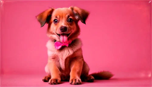 pink background,dog-photography,dog photography,pink bow,female dog,mixed breed dog,pink tie,portrait background,dachshund,pet portrait,pink ribbon,pink floral background,dachshund yorkshire,bright pink,redbone coonhound,dog pure-breed,saluki,pink and brown,australian terrier,pink vector,Illustration,Vector,Vector 17
