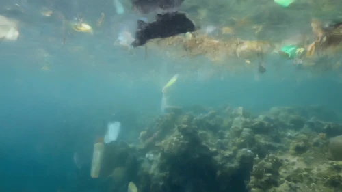 ocean pollution,ocean underwater,the bottom of the sea,seabed,seamount,underwater landscape,plastic waste,ocean floor,kelp,underwater background,apnea paper,water pollution,bottom of the sea,cube sea,flotsam and jetsam,shallows,undersea,koli bacteria,coral reefs,long reef