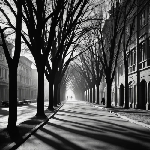 tree-lined avenue,old linden alley,monochrome photography,birch alley,tree lined lane,stieglitz,winter light,tree lined,andreas cross,blackandwhitephotography,avenue,street lamps,vanishing point,row of trees,tree lined path,boulevard,evening atmosphere,winter morning,street lights,nocturnes,Photography,Black and white photography,Black and White Photography 08