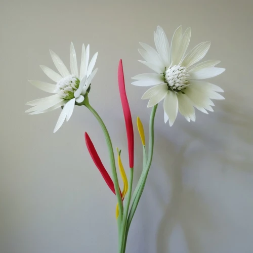 minimalist flowers,white cosmos,ornithogalum umbellatum,bulbous flowers,the white chrysanthemum,white lily,white chrysanthemum,crinum,ornithogalum,tulipa humilis,flowers png,artificial flower,white daisies,hymenocallis,single flowers,ikebana,tuberose,twin flowers,marguerite daisy,white chrysanthemums,Photography,Fashion Photography,Fashion Photography 25