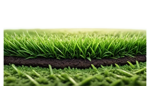 artificial grass,artificial turf,block of grass,quail grass,halm of grass,golf lawn,turf roof,wheat germ grass,green lawn,green grass,golf course grass,grass golf ball,lawn,brick grass,turf,grass blades,lawn aerator,grass,wheatgrass,blade of grass,Art,Classical Oil Painting,Classical Oil Painting 36