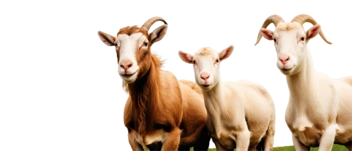 herd of goats,domestic goats,anglo-nubian goat,boer goat,goats,goat meat,ruminants,domestic goat,goat-antelope,goatflower,cow-goat family,equines,livestock,antelopes,feral goat,goatherd,goat milk,ibexes,goat horns,billy goat,Photography,Artistic Photography,Artistic Photography 14