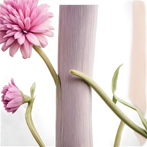 flowers png,paper flower background,bookmark with flowers,panicle,flower strips,artificial flower,flower illustrative,flower wall en,ikebana,crinum,anthers,lilac branch,wood flower,sakura branch,autumnalis,minimalist flowers,dahlia pink,upright flower stalks,flower background,wood and flowers,Illustration,American Style,American Style 02