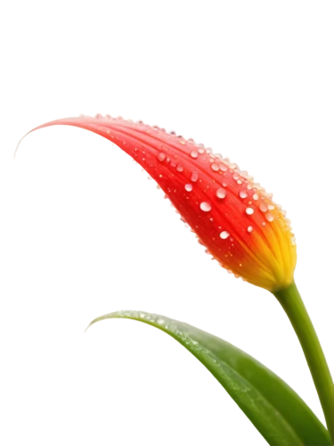 flowers png,rain lily,firecracker flower,heliconia,anthurium,dew drops on flower,turk's cap lily,flower background,blackberry lily,dewdrop,dew drop,red hot poker,tulip background,flower bud,lily flower,western red lily,flower opening,dewdrops,red flower,stamen,Illustration,Realistic Fantasy,Realistic Fantasy 26