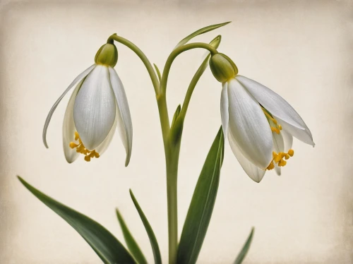 galanthus,avalanche lily,fritillaria,snowdrops,siberian fawn lily,jonquils,snowdrop,fritillaria aurora,garden star of bethlehem,fritillaria imperiali,star-of-bethlehem,star of bethlehem,flowers png,fawn lily,easter lilies,madonna lily,narcissus,chloraea,narcissus of the poets,narcissus pseudonarcissus,Illustration,Realistic Fantasy,Realistic Fantasy 09