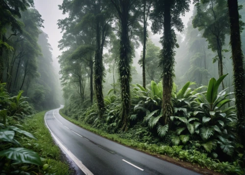 forest road,rain forest,tropical and subtropical coniferous forests,valdivian temperate rain forest,aaa,mountain road,paparoa national park,foggy forest,rainforest,borneo,the road,reunion island,winding road,winding roads,long road,foggy landscape,costa rica,road,roads,province of cauca,Photography,General,Natural